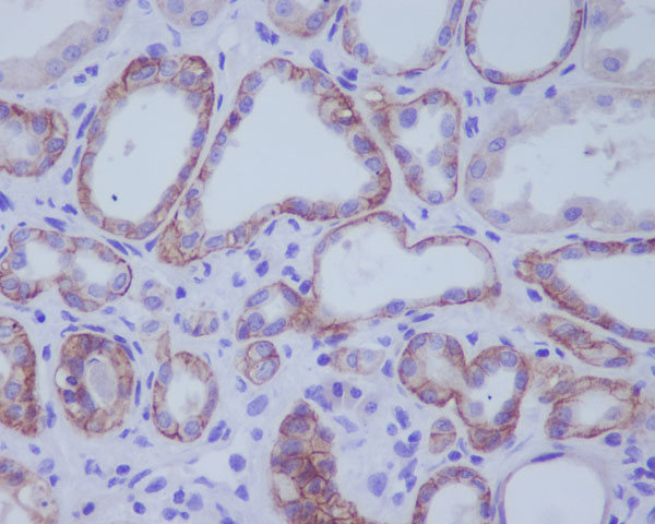 Immunohistochemical analysis of paraffin-embedded human kidney