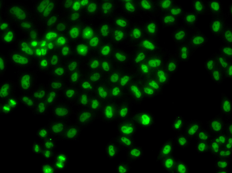 Immunofluorescence - LHX8 Polyclonal Antibody 