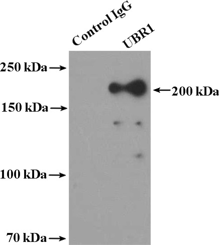 IP Result of anti-UBR1 (IP:Catalog No:116662, 4ug; Detection:Catalog No:116662 1:300) with mouse skeletal muscle tissue lysate 4000ug.