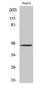 Fig1:; Western Blot analysis of various cells using SR-1A Polyclonal Antibody diluted at 1: 500