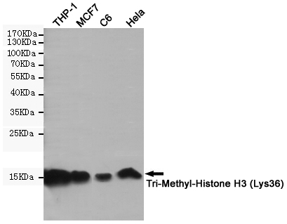 Western blot detection of Tri-Methyl-Histone H3 in THP-1,MCF7,C6,Hela cell lysates using Tri-Methyl-Histone H3 (Lys36) (7G6) Mouse mAb(1:1000 diluted).Predicted band size:15KDa.Observed band size:15KDa.