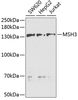 Western blot - MSH3 Polyclonal Antibody 