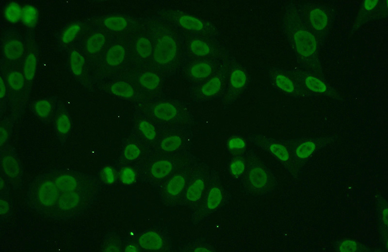 Immunofluorescent analysis of (-20oc Ethanol) fixed HepG2 cells using Catalog No:116203(TMF1-Specific Antibody) at dilution of 1:50 and Alexa Fluor 488-congugated AffiniPure Goat Anti-Rabbit IgG(H+L)