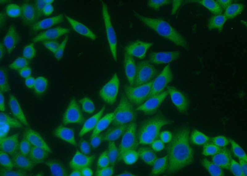 Immunofluorescent analysis of HeLa cells using Catalog No:114182(Pre-IL18 Antibody) at dilution of 1:25 and Alexa Fluor 488-congugated AffiniPure Goat Anti-Rabbit IgG(H+L)
