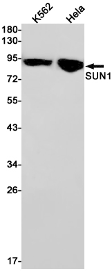Western blot detection of SUN1 in K562,Hela cell lysates using SUN1 Rabbit pAb(1:1000 diluted).Predicted band size:90kDa.Observed band size:90kDa.