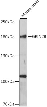 Western blot - GRIN2B Polyclonal Antibody 
