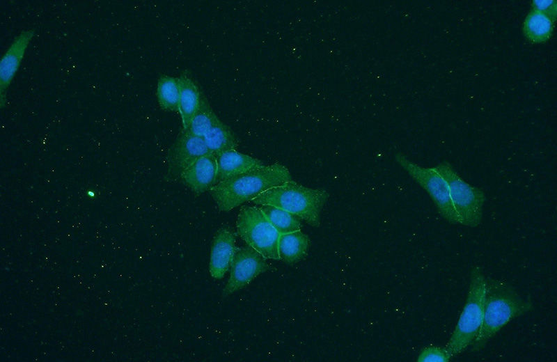 Immunofluorescent analysis of HeLa cells using Catalog No:110345(EPB41L2 Antibody) at dilution of 1:50 and Alexa Fluor 488-congugated AffiniPure Goat Anti-Rabbit IgG(H+L)