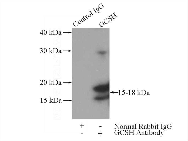 IP Result of anti-GCSH (IP:Catalog No:110918, 3ug; Detection:Catalog No:110918 1:1000) with mouse kidney tissue lysate 4000ug.
