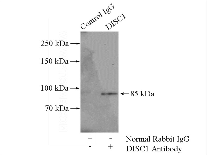 IP Result of anti-DISC1-long-specific (IP:Catalog No:109978, 4ug; Detection:Catalog No:109978 1:300) with mouse brain tissue lysate 2560ug.