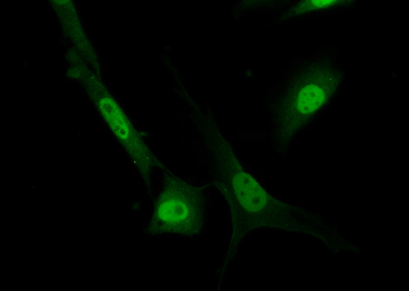 Immunofluorescent analysis of (10% Formaldehyde) fixed NIH/3T3 cells using Catalog No:112557(MCM7 Antibody) at dilution of 1:50 and Alexa Fluor 488-congugated AffiniPure Goat Anti-Rabbit IgG(H+L)