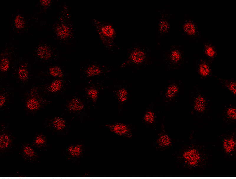 Fosl1 Antibody, Rabbit PAb, Antigen Affinity Purified, Immunofluorescence