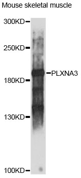 Western blot - PLXNA3 Polyclonal Antibody 