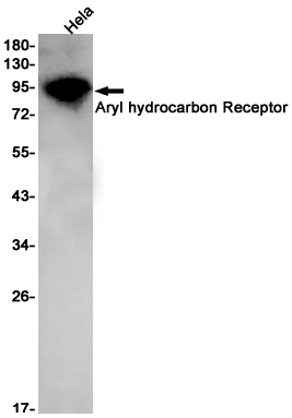 Western blot detection of Aryl hydrocarbon Receptor in Hela cell lysates using Aryl hydrocarbon Receptor Rabbit pAb(1:1000 diluted).Predicted band size:96kDa.Observed band size:100kDa.