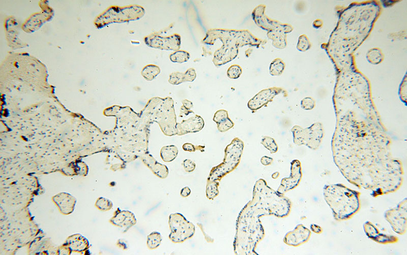 Immunohistochemical of paraffin-embedded human placenta using Catalog No:116331(CD71 antibody) at dilution of 1:100 (under 10x lens)