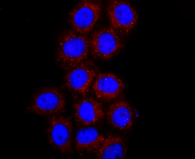 Fig3: ICC staining IL7 in HepG2 cells (red). The nuclear counter stain is DAPI (blue).Cells were fixed in paraformaldehyde, permeabilised with 0.25% Triton X100/PBS.