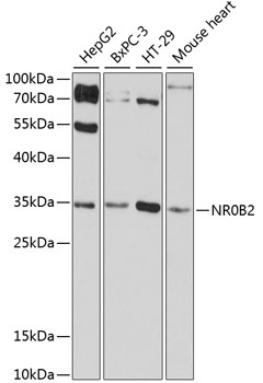 Western blot - NR0B2 Polyclonal Antibody 