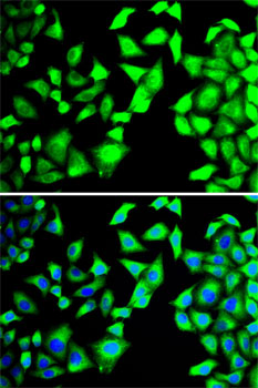 Immunofluorescence - EIF3H Polyclonal Antibody 