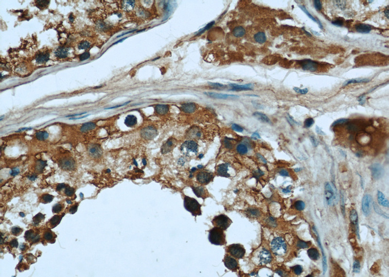 Immunohistochemical of paraffin-embedded human testis using Catalog No:107563(AHCY antibody) at dilution of 1:50 (under 40x lens)