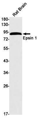 Western blot detection of Epsin 1 in Rat Brain lysates using Epsin 1 Rabbit mAb(1:1000 diluted).Predicted band size:60kDa.Observed band size:90kDa.