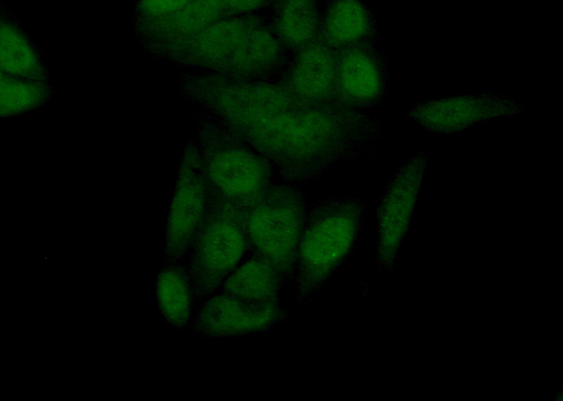 Immunofluorescent analysis of (10% Formaldehyde) fixed HeLa cells using Catalog No:109262(Centromere protein R Antibody) at dilution of 1:50 and Alexa Fluor 488-congugated AffiniPure Goat Anti-Rabbit IgG(H+L)