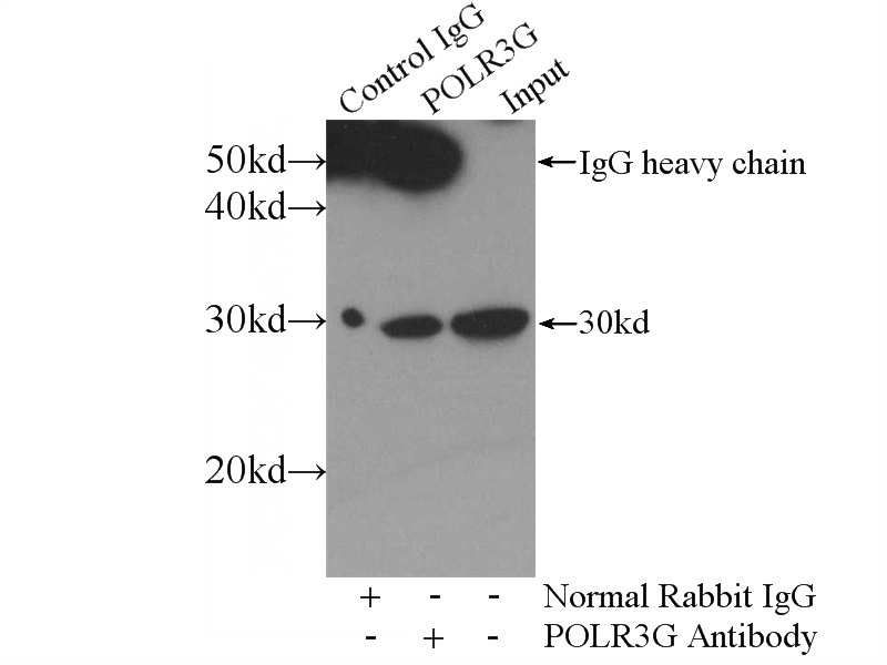 IP Result of anti-POLR3G (IP:Catalog No:114052, 3ug; Detection:Catalog No:114052 1:500) with HeLa cells lysate 2800ug.