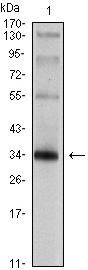 Western blot analysis using SYP mouse mAb against rat brain tissue lysate.