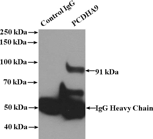 IP Result of anti-PCDHA9 (IP:Catalog No:113697, 4ug; Detection:Catalog No:113697 1:300) with mouse brain tissue lysate 4000ug.