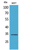 Fig1:; Western Blot analysis of MCF7 cells using MAPK Organizer 1 Polyclonal Antibody.. Secondary antibody（catalog#: HA1001) was diluted at 1:20000