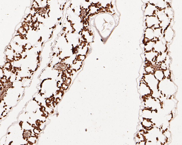 Fig2:; Immunohistochemical analysis of paraffin-embedded A. thaliana tissue using anti-AP-4 complex subunit epsilon antibody. The section was pre-treated using heat mediated antigen retrieval with Tris-EDTA buffer (pH 8.0-8.4) for 20 minutes.The tissues were blocked in 5% BSA for 30 minutes at room temperature, washed with ddH; 2; O and PBS, and then probed with the primary antibody ( 1/50) for 30 minutes at room temperature. The detection was performed using an HRP conjugated compact polymer system. DAB was used as the chromogen. Tissues were counterstained with hematoxylin and mounted with DPX.