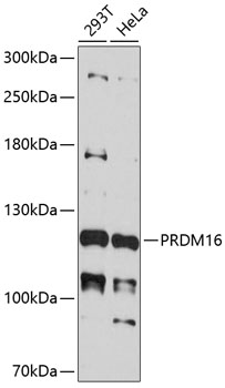 Western blot - PRDM16 Polyclonal Antibody 