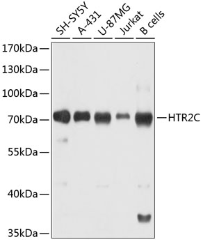 Western blot - HTR2C Polyclonal Antibody 