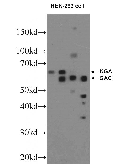 HEK-293 cells were subjected to SDS PAGE followed by western blot with Catalog No:110815(GAC-specific Antibody) at dilution of 1:600