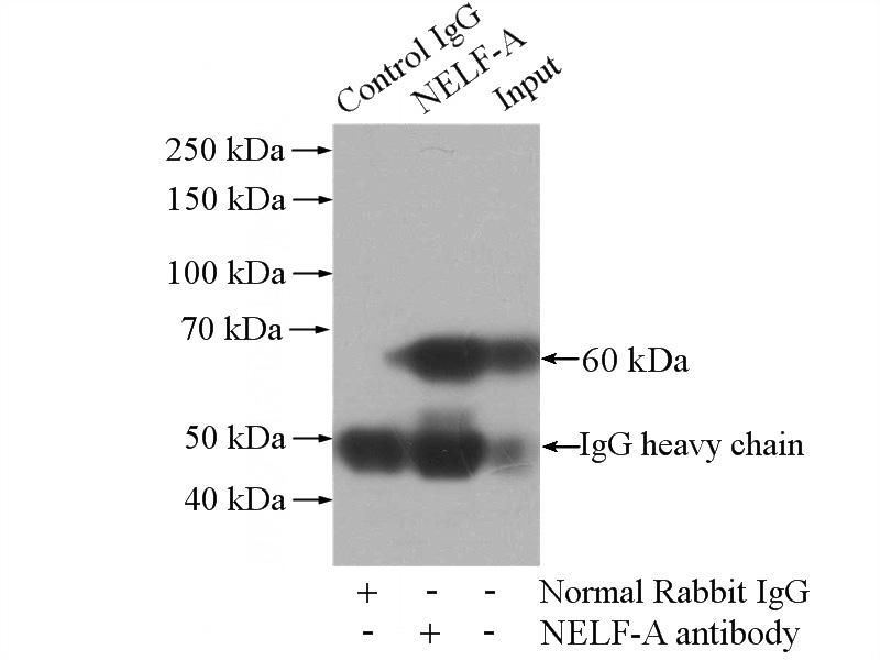IP Result of anti-NELF-A (IP:Catalog No:113109, 4ug; Detection:Catalog No:113109 1:500) with mouse brain tissue lysate 3440ug.