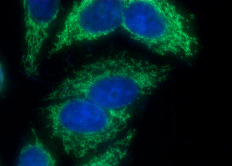 Immunofluorescent analysis of (-20oc Ethanol) fixed HepG2 cells using Catalog No:110948(GFM2 Antibody) at dilution of 1:100 and Alexa Fluor 488-congugated AffiniPure Goat Anti-Rabbit IgG(H+L)