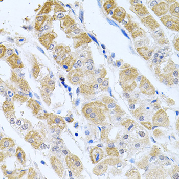 Immunohistochemistry - GP2 Polyclonal Antibody 