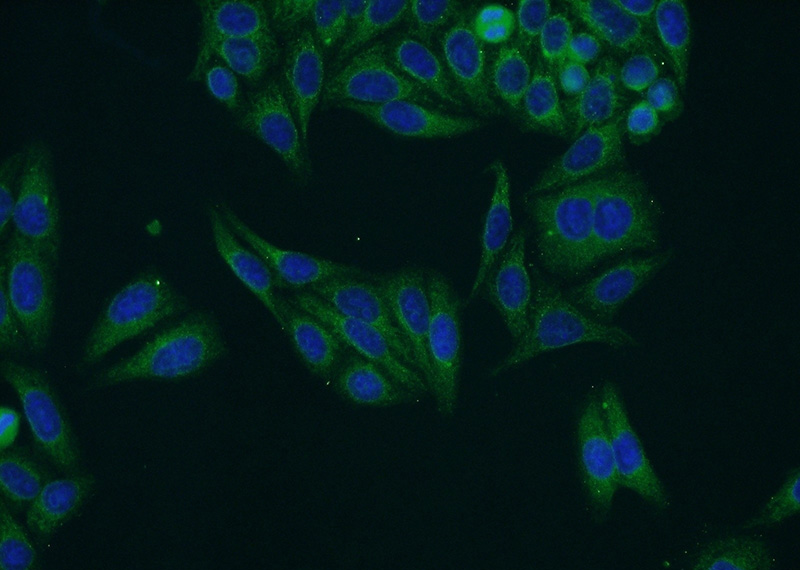 Immunofluorescent analysis of HepG2 cells using Catalog No:113450(NWD1 Antibody) at dilution of 1:50 and Alexa Fluor 488-congugated AffiniPure Goat Anti-Rabbit IgG(H+L)