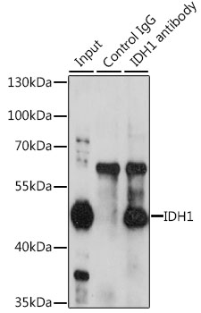Immunoprecipitation - IDH1 Polyclonal Antibody 