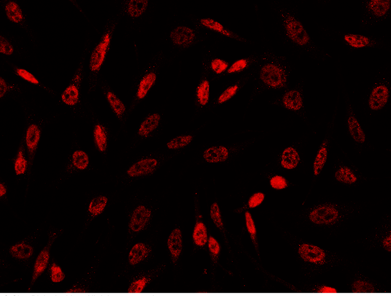 GSC Antibody, Rabbit PAb, Antigen Affinity Purified, Immunofluorescence