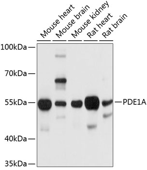 Western blot - PDE1A Polyclonal Antibody 