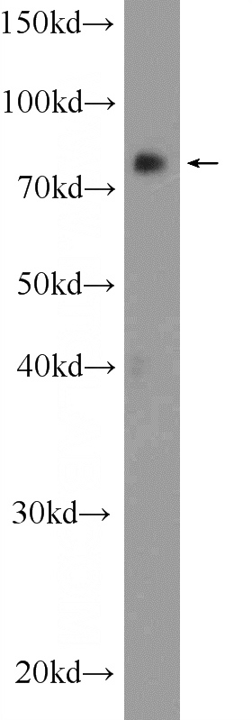 HEK-293T cells were subjected to SDS PAGE followed by western blot with Catalog No:114754(RNF219 Antibody) at dilution of 1:300