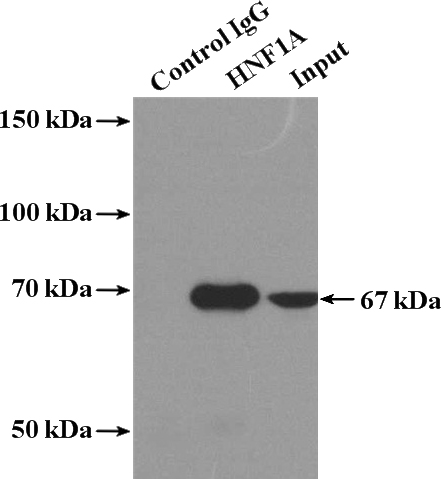 IP Result of anti-HNF1A (IP:Catalog No:111495, 4ug; Detection:Catalog No:111495 1:800) with mouse liver tissue lysate 3600ug.