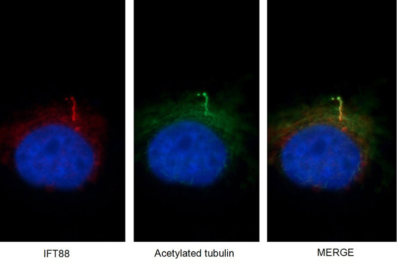 Immunofluorescent images of MDCK cells stained for IFT88 rabbit pAb (Catalog No:111674) and acetylated tubulin mouse mAb (Catalog No:107557) at dilution of 1:50, further stained with Alexa Fluor 594-congugated AffiniPure Goat Anti-Rabbit IgG (H+L) for Catalog No:111674, and Alexa Fluor 488-congugated AffiniPure Goat anti-Mouse IgG (H+L) for Catalog No:107557.