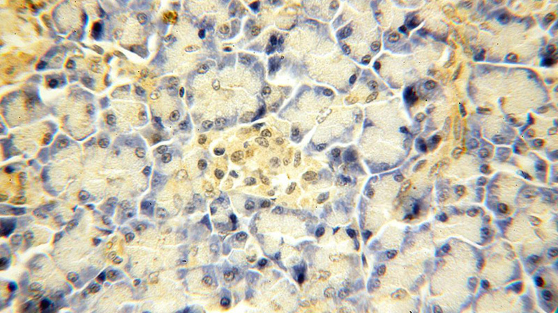 Immunohistochemical of paraffin-embedded human pancreas using Catalog No:114979(SBDS antibody) at dilution of 1:50 (under 40x lens)