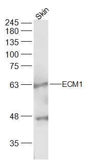 Fig3: Sample:; Skin(Mouse) Lysate at 40 ug; Primary: Anti-ECM1 at 1/300 dilution; Secondary: IRDye800CW Goat Anti-Rabbit IgG at 1/20000 dilution; Predicted band size: 59 kD; Observed band size: 64 kD