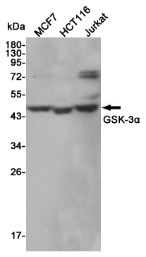 Western blot detection of GSK-3α in MCF7,HCT16 and Jurkat cell lysates using GSK-3α mouse mAb (1:2000 diluted).Predicted band size:51KDa.Observed band size:51KDa.