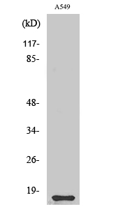 Fig1:; Western Blot analysis of various cells using Cystatin 11 Polyclonal Antibody
