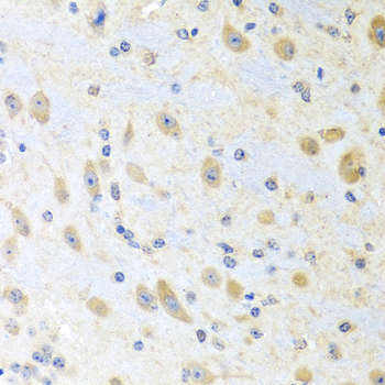 Immunohistochemistry - MLN Polyclonal Antibody 