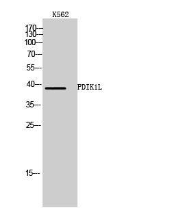 Fig1:; Western Blot analysis of K562 cells using PDIK1L Polyclonal Antibody cells nucleus extracted by Minute TM Cytoplasmic and Nuclear Fractionation kit (SC-003,Inventbiotech,MN,USA).