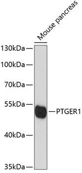 Western blot - PTGER1 Polyclonal Antibody 