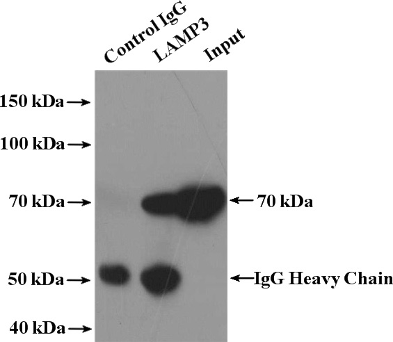 IP Result of anti-LAMP3 (IP:Catalog No:112278, 4ug; Detection:Catalog No:112278 1:500) with A549 cells lysate 2800ug.